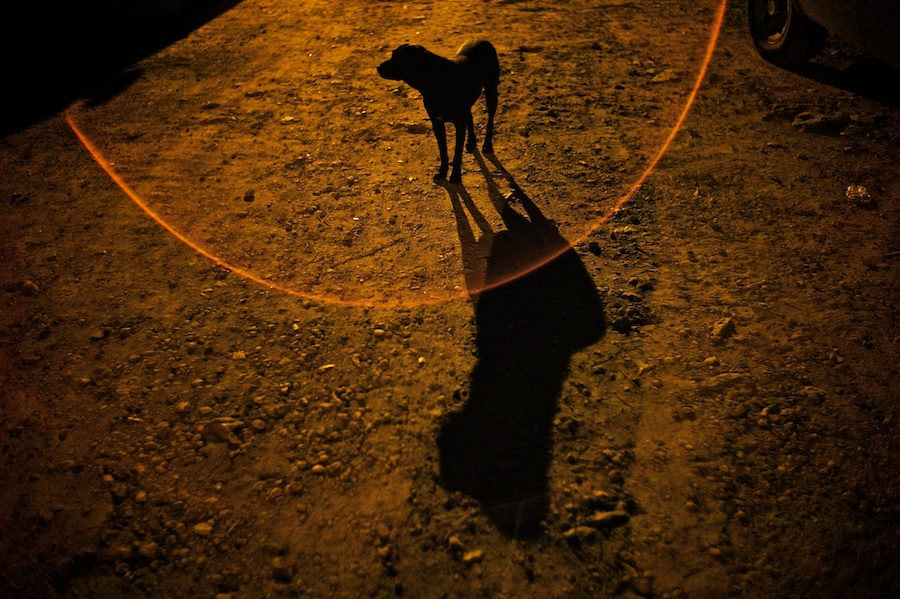 Strassenhund in Mexico